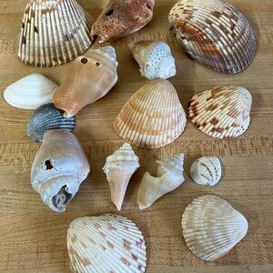 Natural Seashell Collection - Cream and Tan Home Accents
